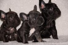 Puppies for sale french bulldog - Russia, Find