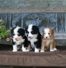 Puppies for sale , bernedoodle - Denmark, Aarhus