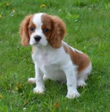 Puppies for sale king charles spaniel - Latvia, Riga