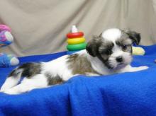 Puppies for sale shih tzu - Austria, Linz