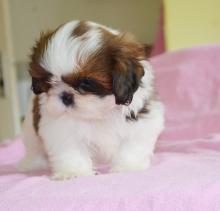 Puppies for sale shih tzu - Latvia, Ventspils