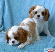 Puppies for sale king charles spaniel - Cyprus, Paphos