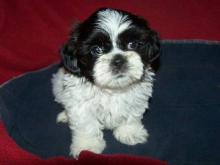 Puppies for sale shih tzu - Lithuania, Moletai