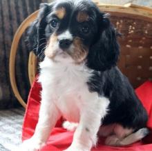 Puppies for sale king charles spaniel - Hungary, Gyor