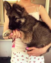 Puppies for sale german shepherd dog - Finland, Alajarvi