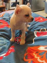 Puppies for sale chihuahua - Hungary, Pecs. Price 2500 €