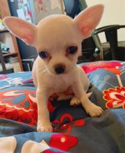 Puppies for sale chihuahua - Hungary, Pecs. Price 2000 €