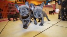 Puppies for sale french bulldog - USA, California. Price 1200 $