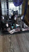 Puppies for sale french bulldog - Austria, Linz