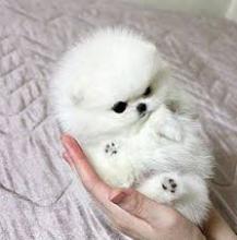 Puppies for sale pomeranian spitz - Sweden, Mutal