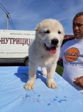 Puppies for sale central asia shepherd dog - Slovenia, Novi Sad