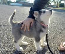 Puppies for sale haski - Sweden, Lulea