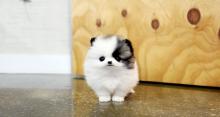 Puppies for sale pomeranian spitz - Netherlands, Groningen