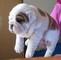 Puppies for sale english bulldog - Ukraine, Ivano-Frankivsk