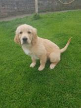 Puppies for sale golden retriever - Malta, Valletta