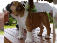 Puppies for sale english bulldog - Lithuania, Anykshiai