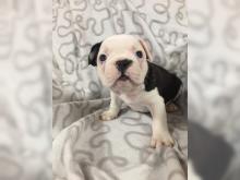 Puppies for sale french bulldog - Austria, Graz