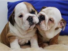 Puppies for sale english bulldog - Lithuania, Akmene