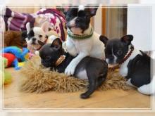 Puppies for sale french bulldog - Netherlands, Bergen aan Zee