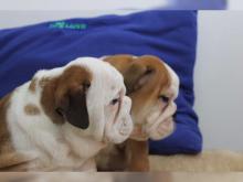 Puppies for sale english bulldog - Lithuania, Alytus