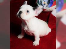 Puppies for sale french bulldog - Netherlands, Dordrecht