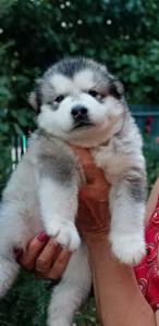 Продам щенка Аляскинский маламут - Болгария, София. Цена 800 долларов