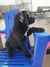 Puppies for sale italian corso dog - Latvia, Balvi