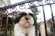 Puppies for sale shih tzu - Ukraine, Ivano-Frankivsk