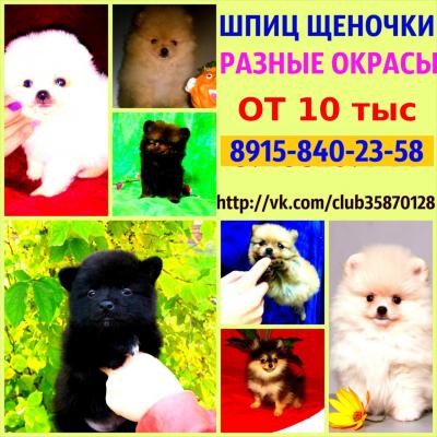 Продам щенка Шпиц - Россия, Иваново. Цена 10000 рублей