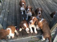 Puppies for sale welsh springer spaniel - Latvia, Niedràji, Glūdas pag, Dor. Price 1000 €