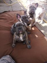 Puppies for sale french bulldog - USA, California, Los Angeles
