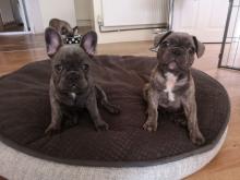 Puppies for sale french bulldog - Russia, CA