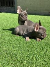 Puppies for sale french bulldog - Russia, Ufa