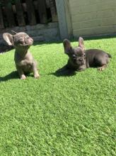 Puppies for sale french bulldog - Lithuania, Varena