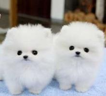 Puppies for sale pomeranian spitz - Poland, Bydgoszcz. Price 350 $