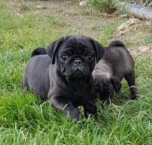 Puppies for sale pug - Denmark, Aalborg