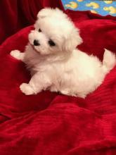 Puppies for sale maltese - USA, Wisconsin. Price 475 $