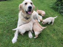 Puppies for sale golden retriever - Malta, Valletta