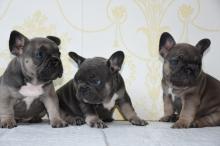 Puppies for sale french bulldog - Estonia, Tallinn