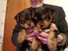 Puppies for sale yorkshire terrier - Turkmenistan, Dashoguz