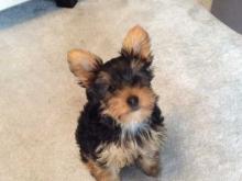 Puppies for sale yorkshire terrier - USA, Indiana, Indianapolis