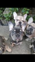 Puppies for sale french bulldog - Austria, Linz