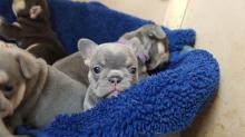Puppies for sale french bulldog - Russia, CA