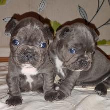 Puppies for sale french bulldog - Austria, Vienna
