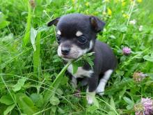 Puppies for sale chihuahua - Poland, Bytom