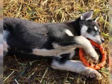 Puppies for sale haski - Finland, Oulu