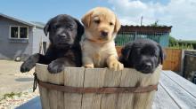 Puppies for sale , labrador - Bulgaria, Plovdiv. Price 320 €