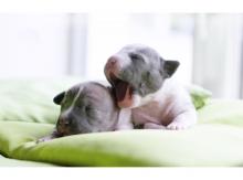 Puppies for sale american staffordshire terrier - Ukraine, Kiev. Price 800 €