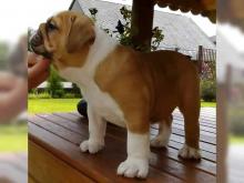 Puppies for sale english bulldog - Bulgaria, Pleven