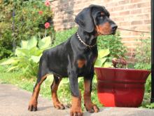 Puppies for sale doberman - USA, Idaho. Price 600 $